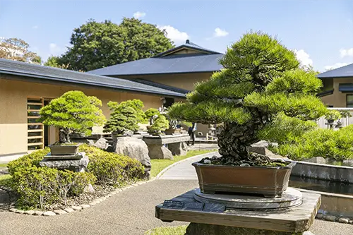 An Entire Village Dedicated to Bonsai Art