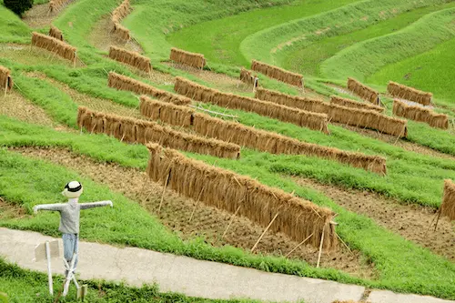 Oyama Senmaida: A Captivating Landscape of Agricultural Japan