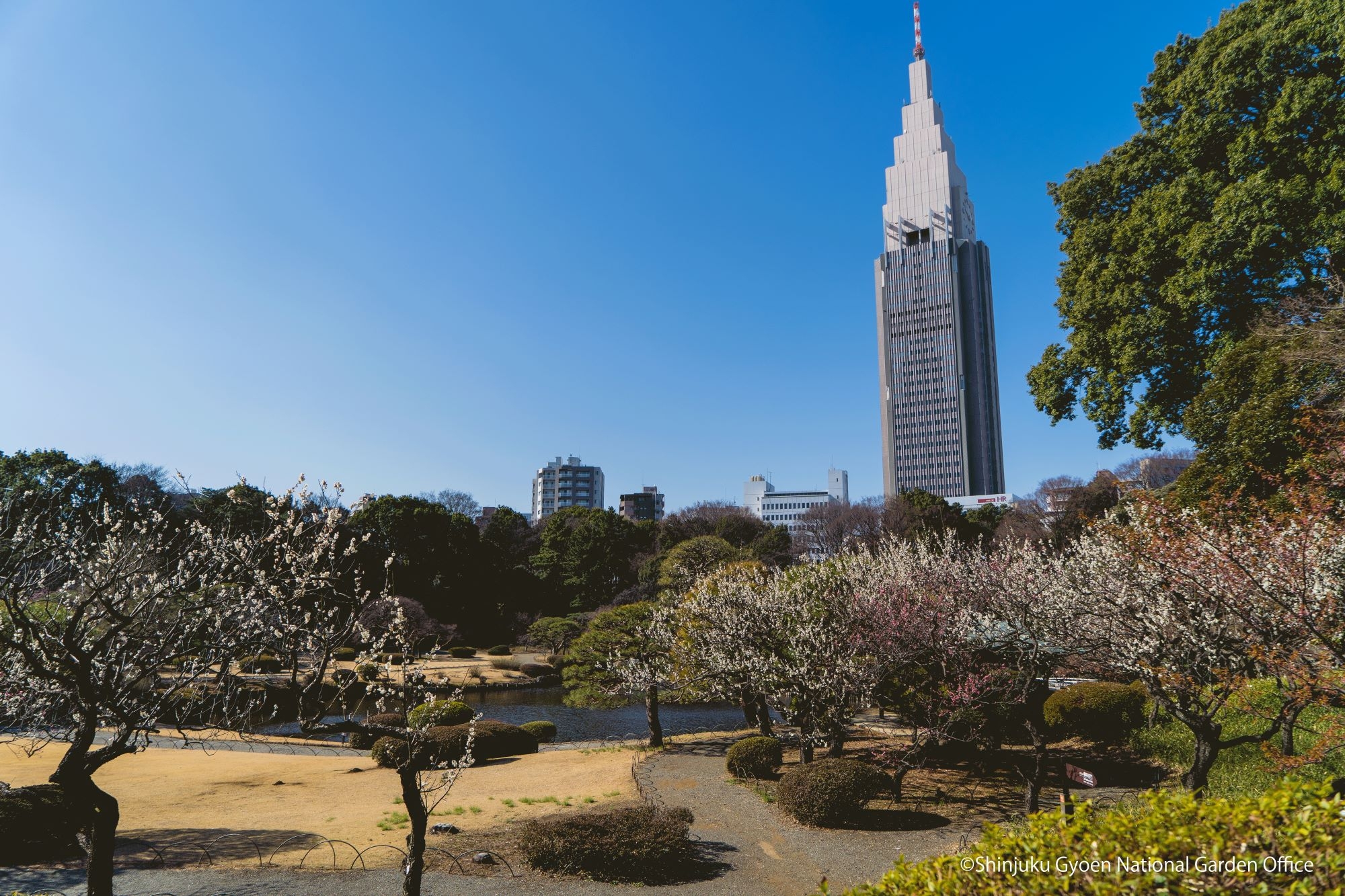 Shinjuku Gyoen National Garden
