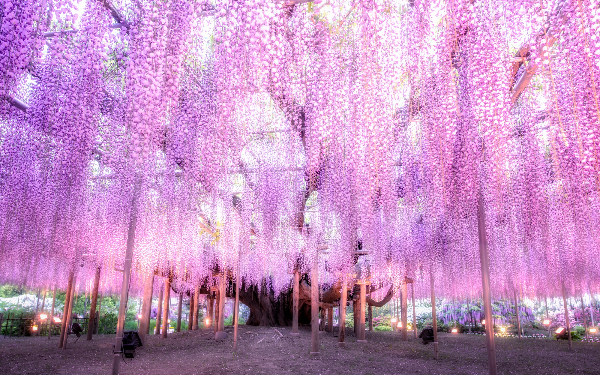 The Tale of Wisteria Blossoms -The Great Wisteria Festival 2025