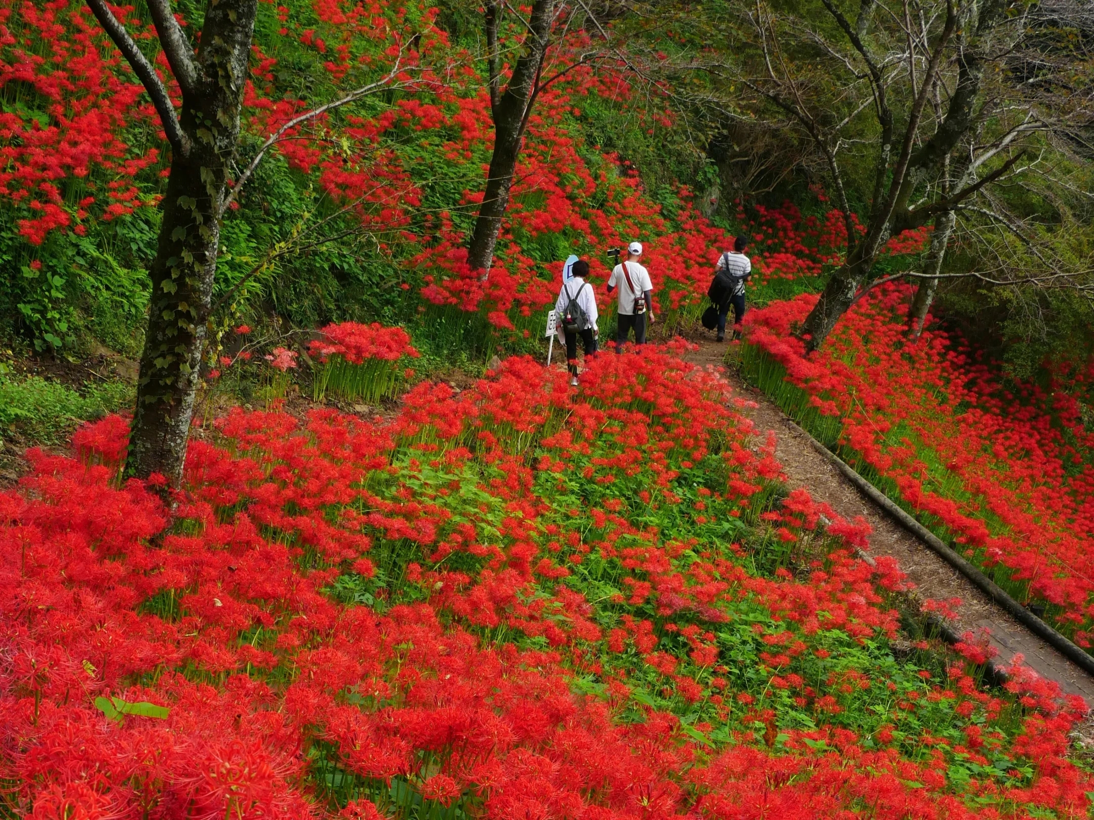 Shiroyama Park in Motegi
