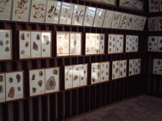 Konoha Fossils Museum