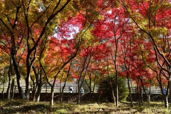 Orihime Park