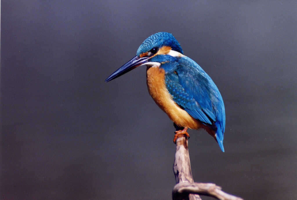 Birdwatching and other fauna among the flora