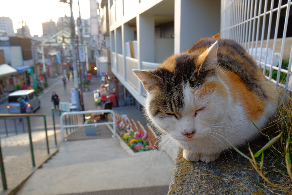 Preserving the past and passing the torch to future generations