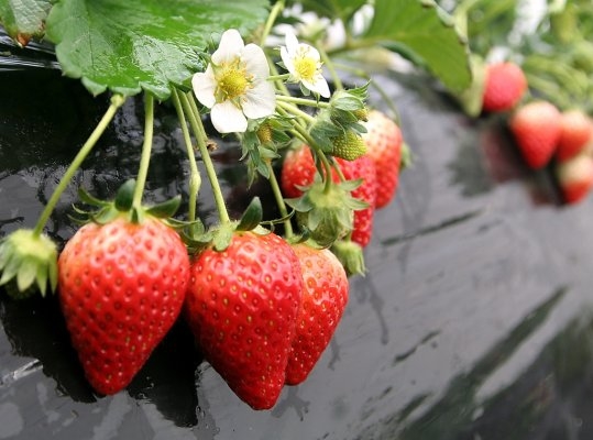 Igashira Kanko Strawberry Farm (Agurikko)