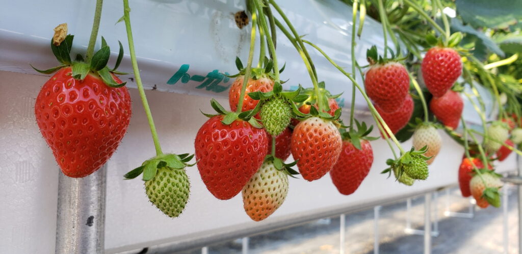 Head out to Gunma to try some of the tastiest fruit in Japan, fresh from the tree!