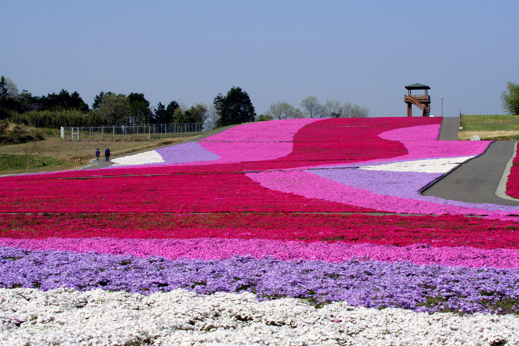 Shibazakura Festival