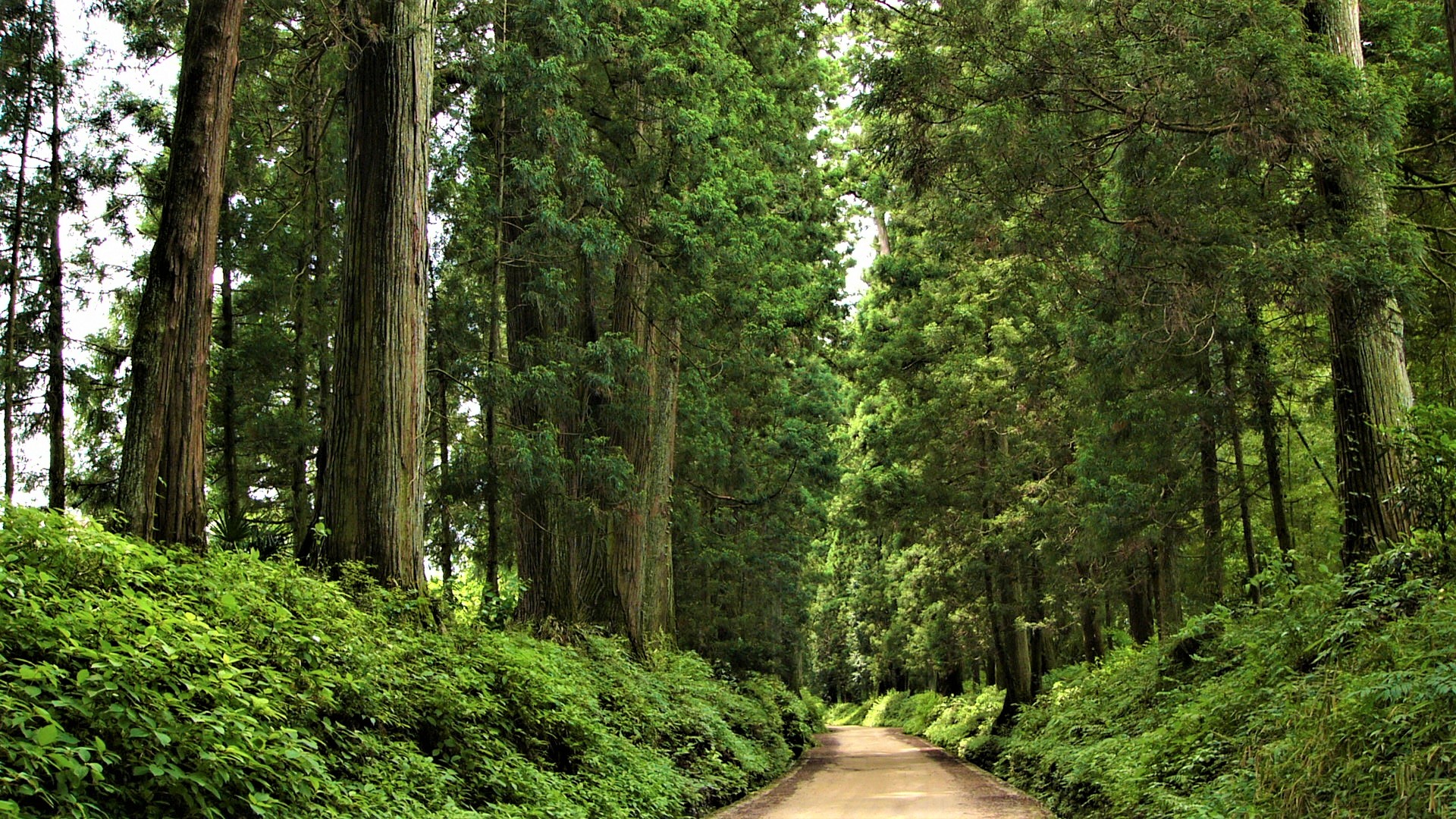 Nikko Kaido Cedar Avenue