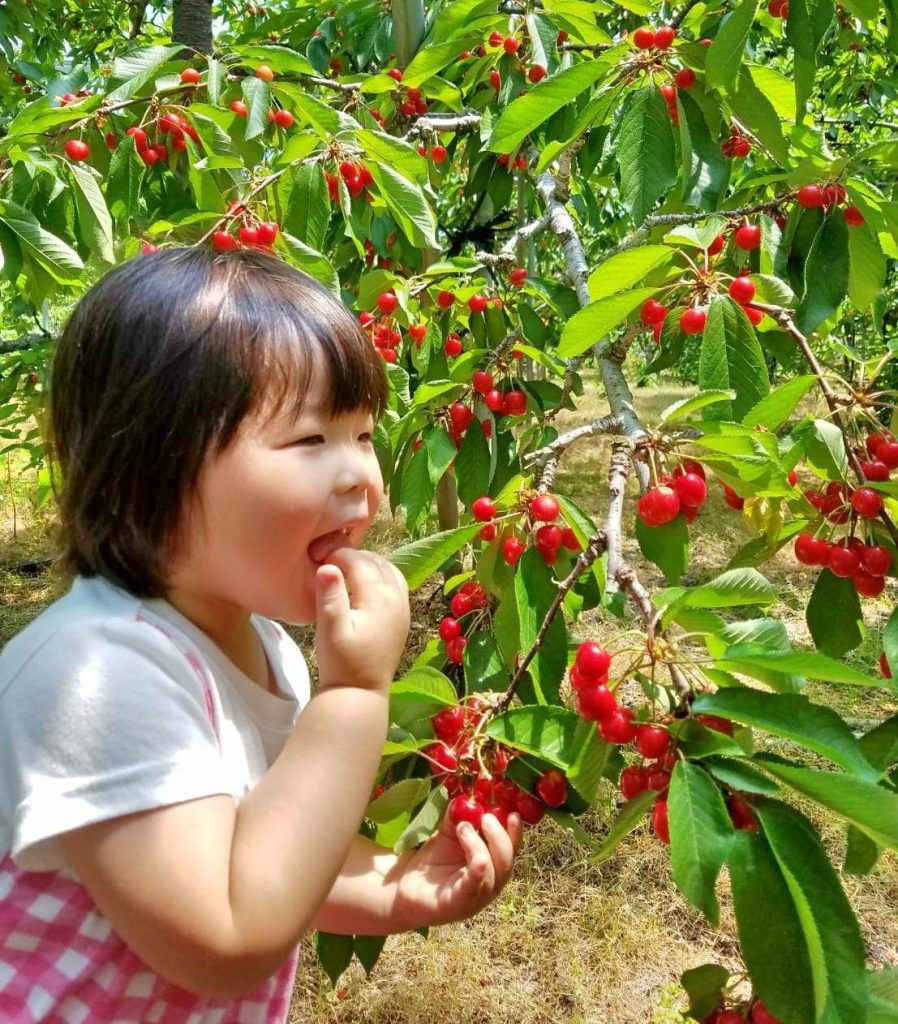 Fruit Picking in Gunma