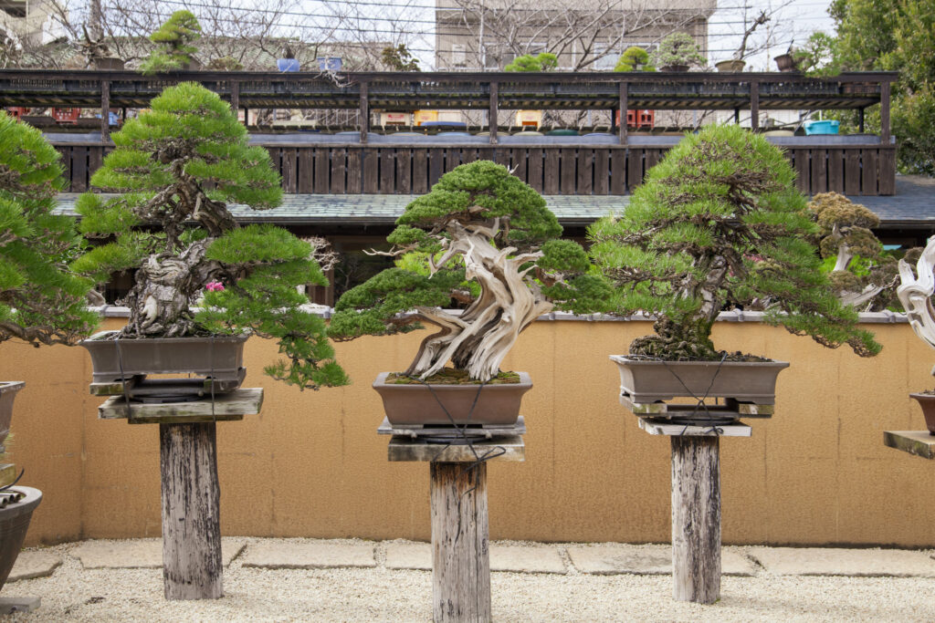 Shunkaen BONSAI Museum