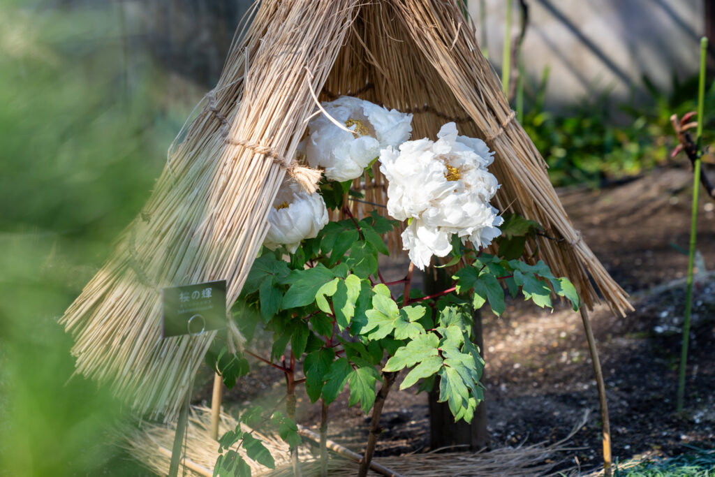 Ueno Toshogu Shrine and Peony Garden