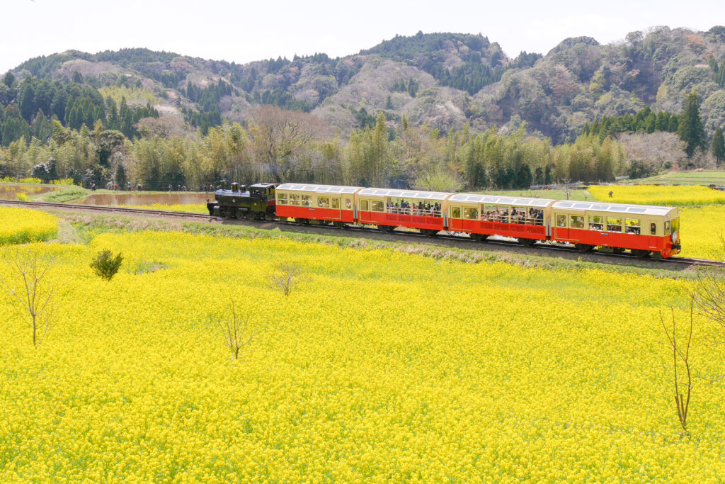 Trade the rush of bullet trains for a leisurely journey through time on the Satoyama Torocco.