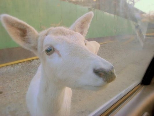 Nasu Safari Park