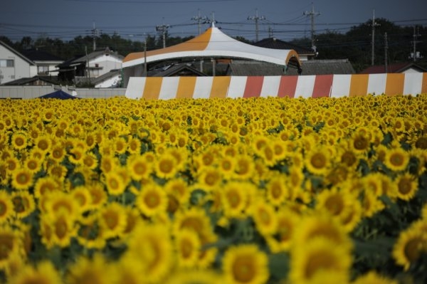 Sunflower Festival in Nogi-machi