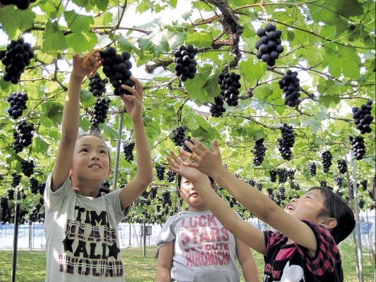 Pick-Your-Own Fruit Farms (more than strawberries)
