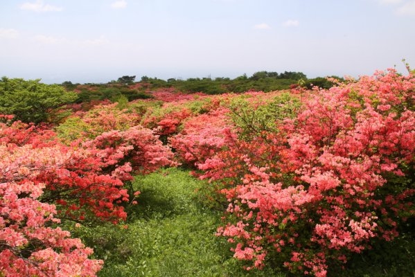 Azaleas of Yahata