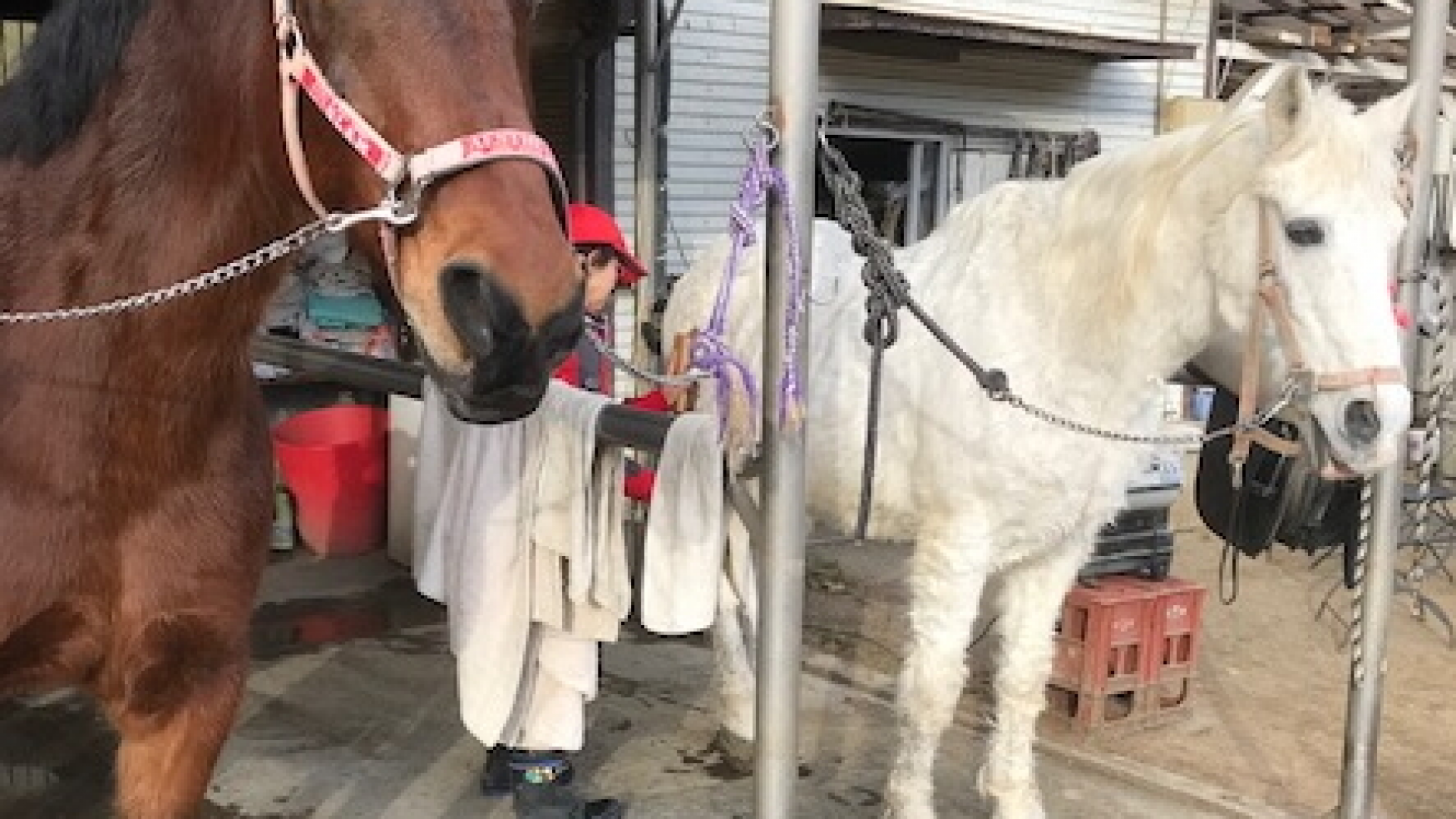 Oi Matsuda Horse Riding Club