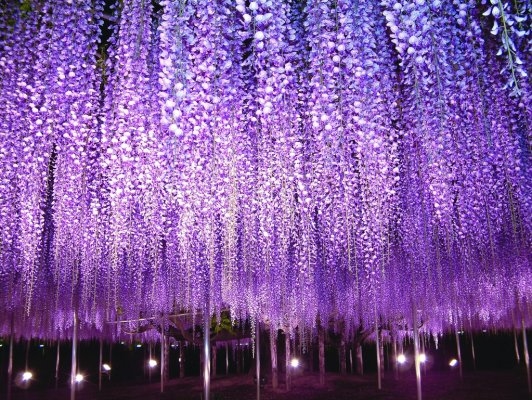 The Great Wisteria Festival of Ashikaga Flower Park