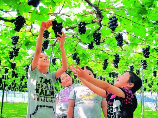 Ohira Town grape complex(Grapes picking)