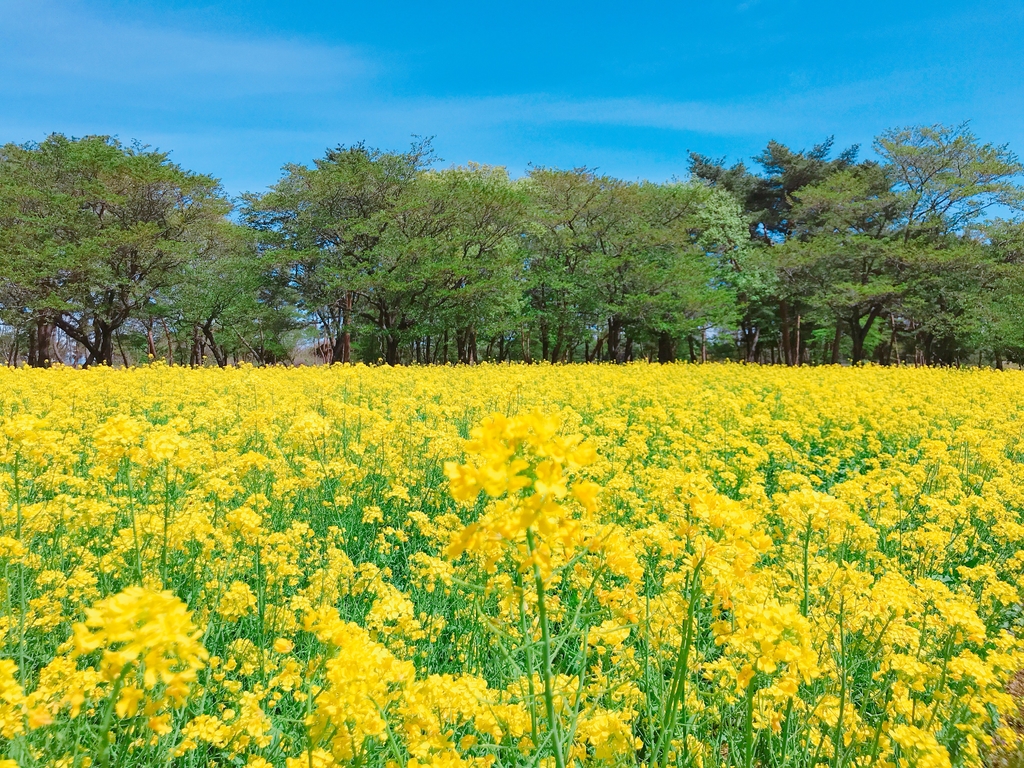 Kinu Green Park