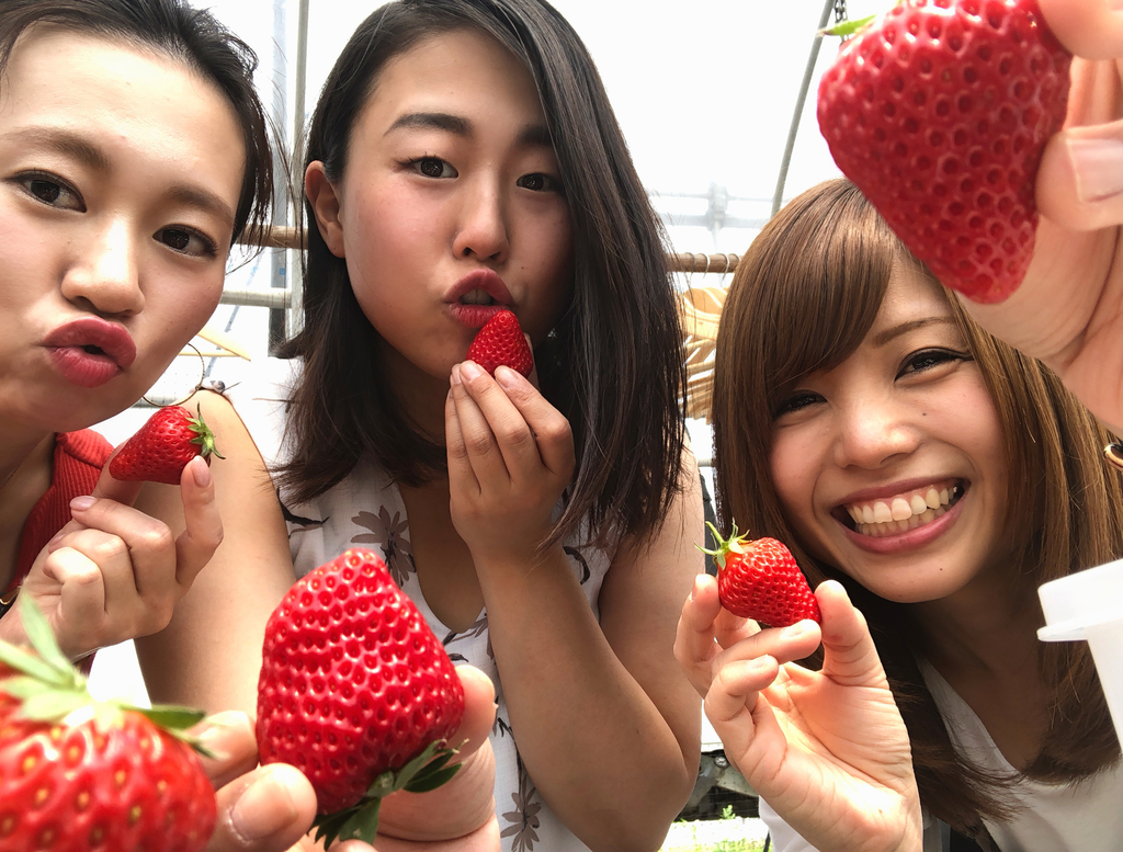 Strawberry picking at Nikko Strawberry Park
