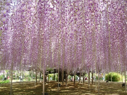 Ashikaga Flower Park