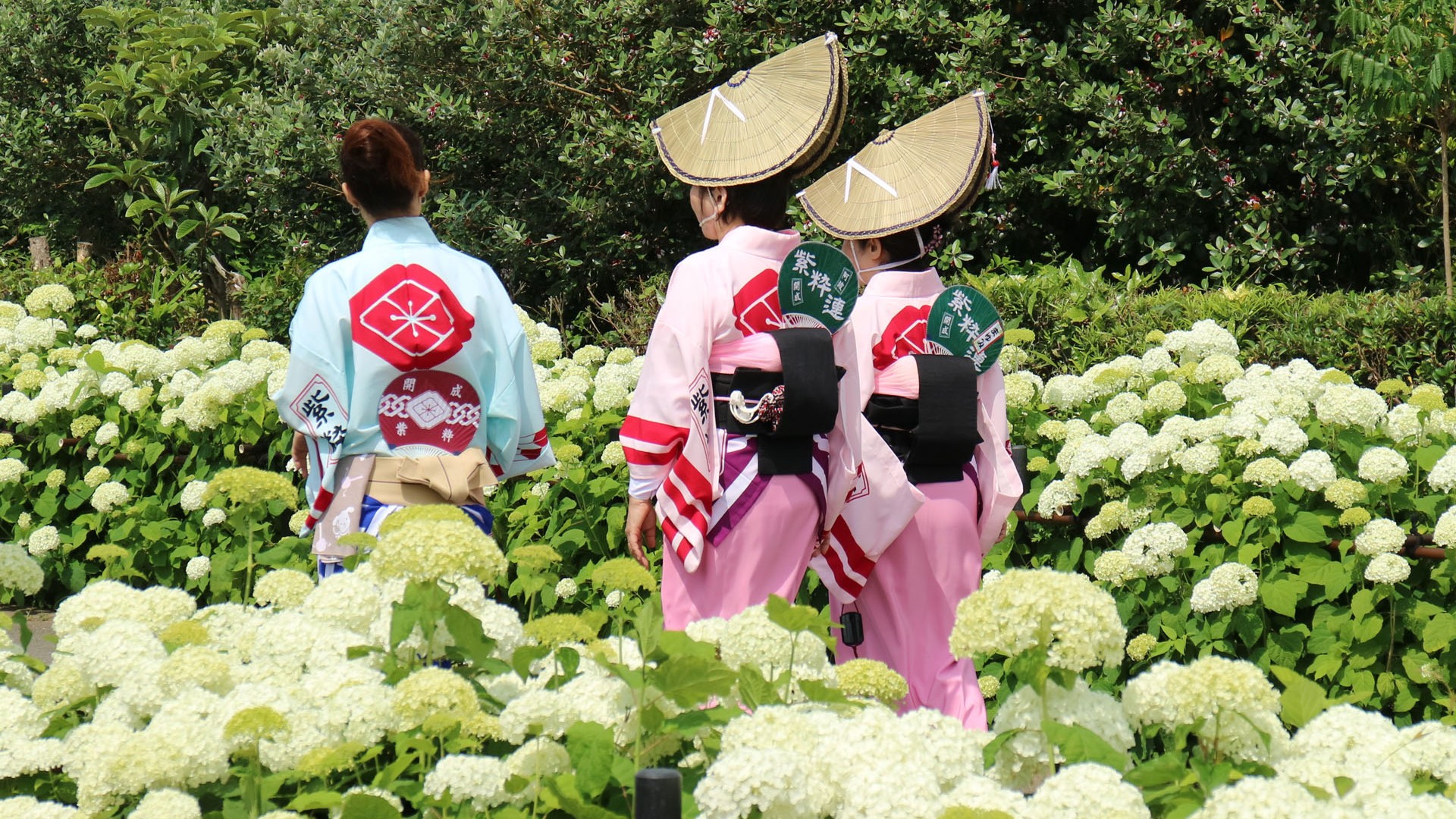 Kaseimachi  Hydrangea Festival