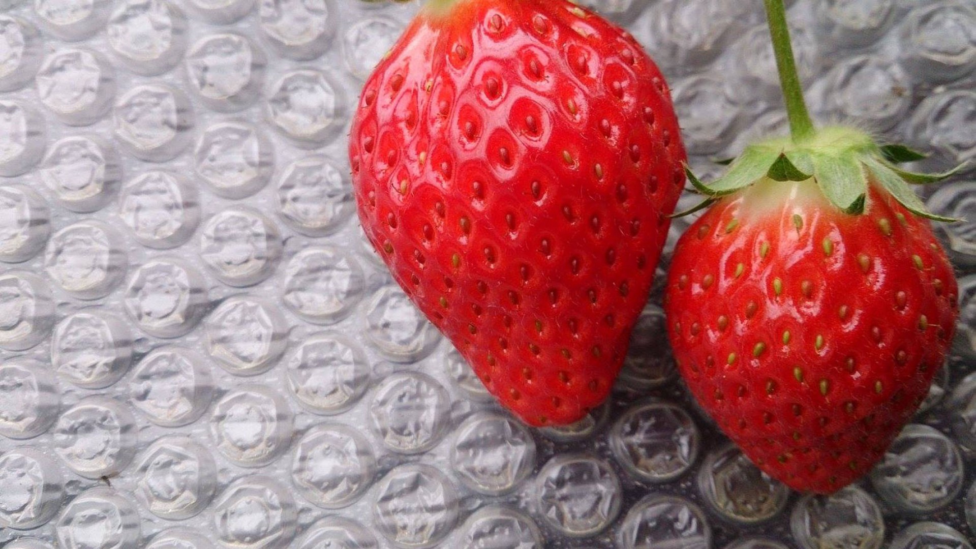 Kayama Plantation, Strawberry Picking