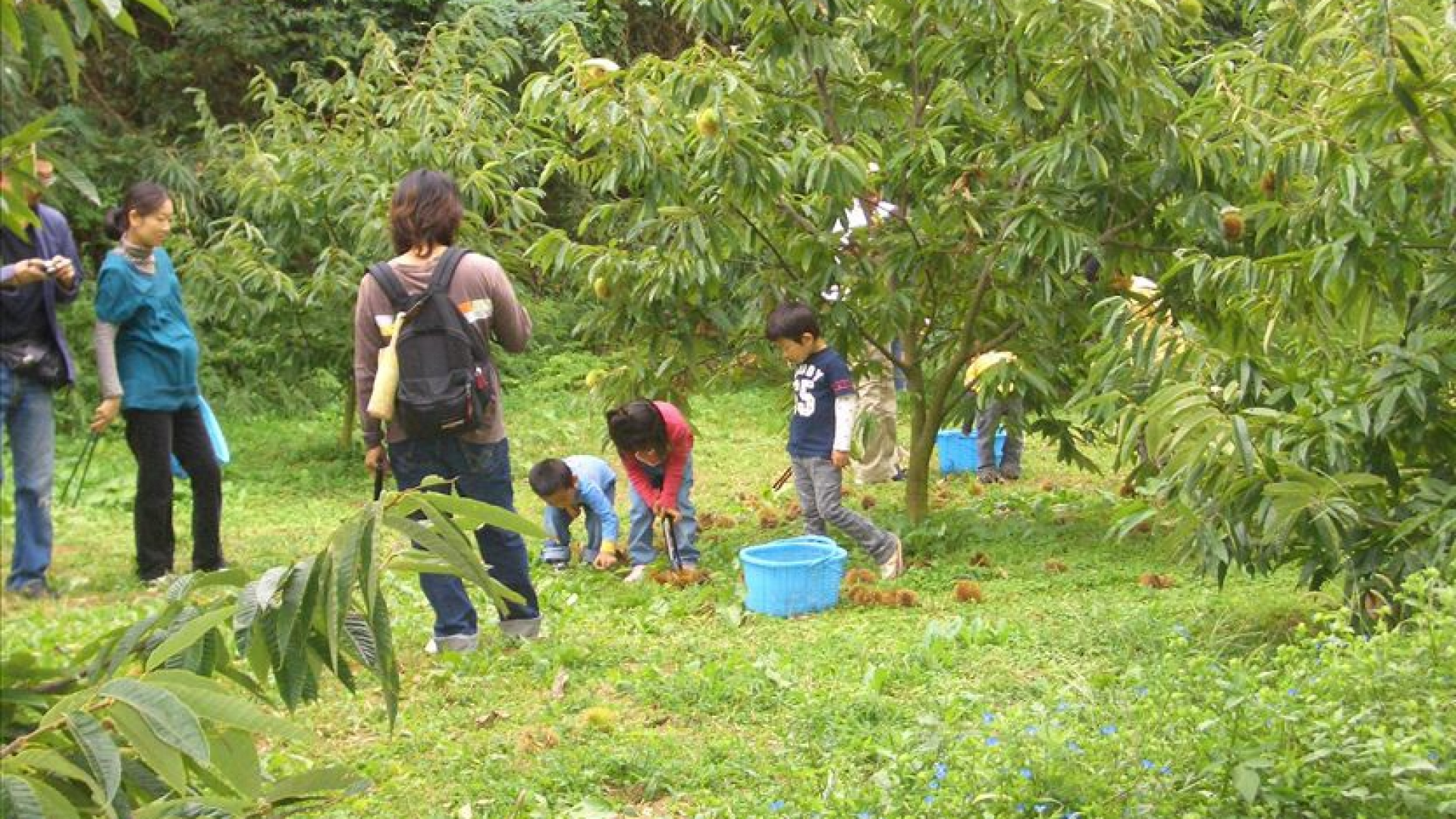 Suzukien Garden Fruit Picking