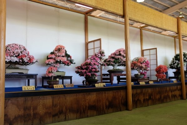 Kanuma Satsuki Azalea Festival
