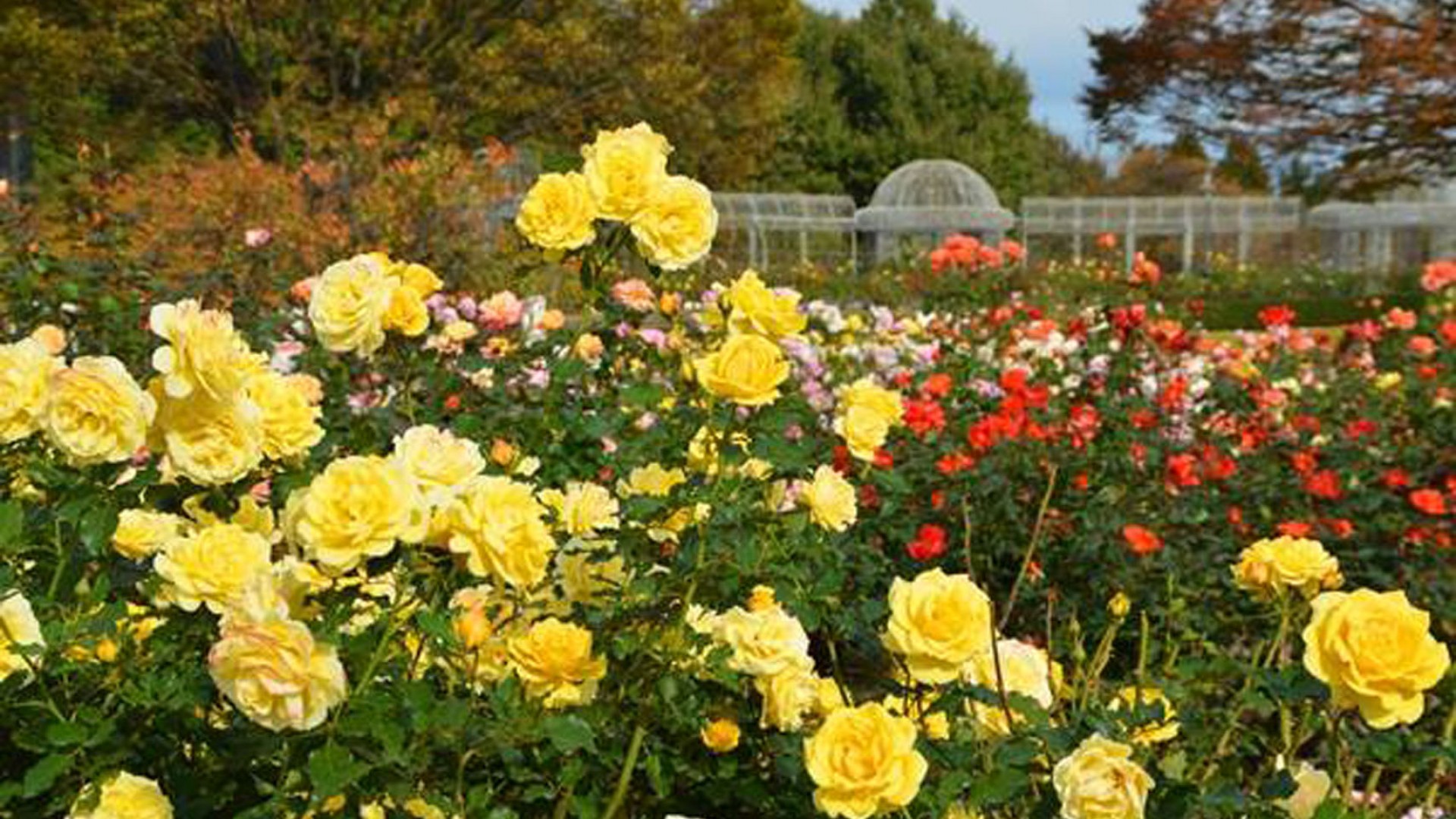Odawara Flower Garden