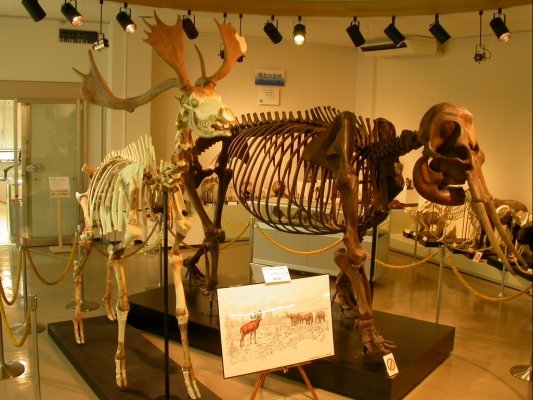 Kuzu Fossil Museum