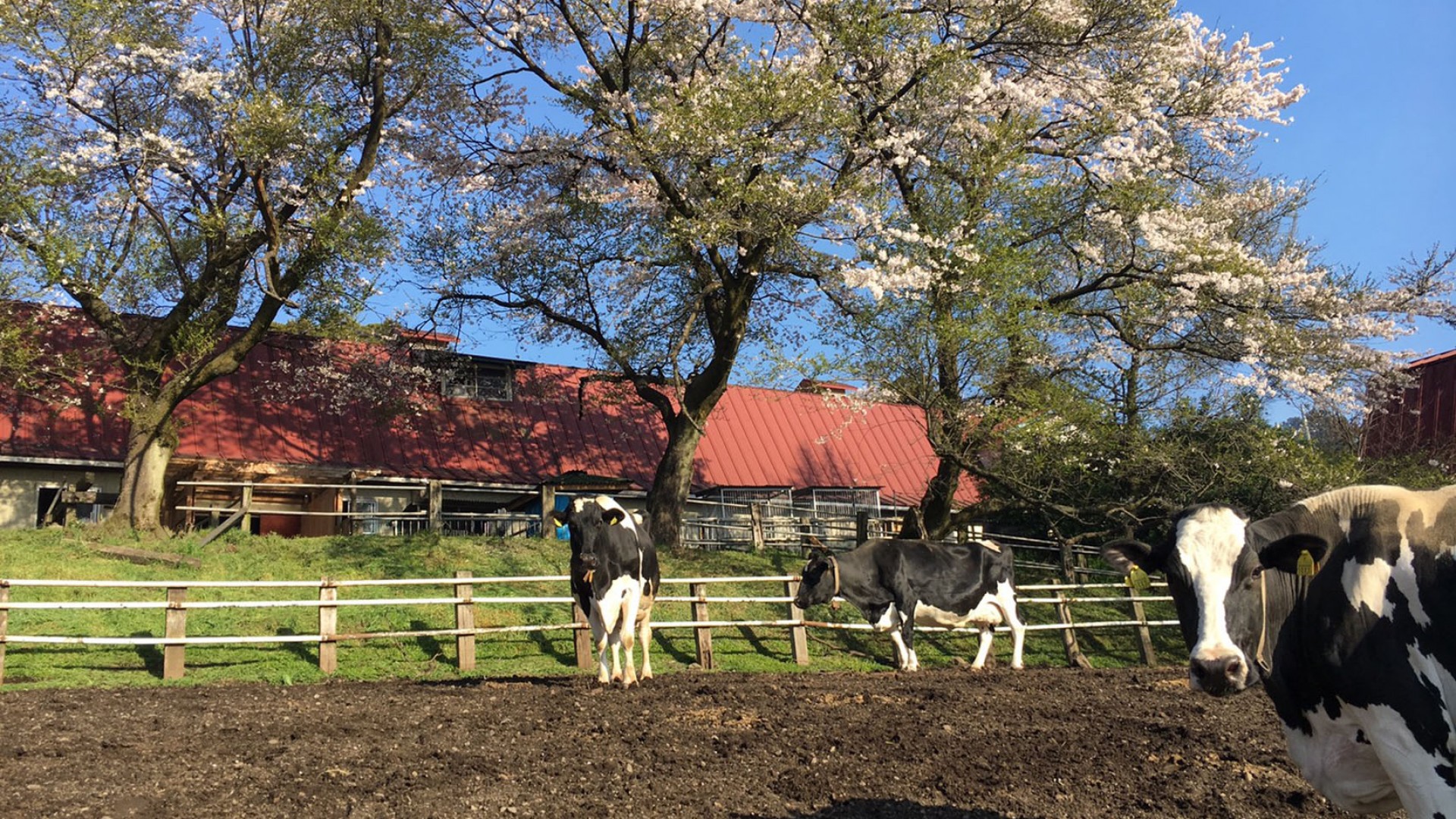 Hattori Ranch