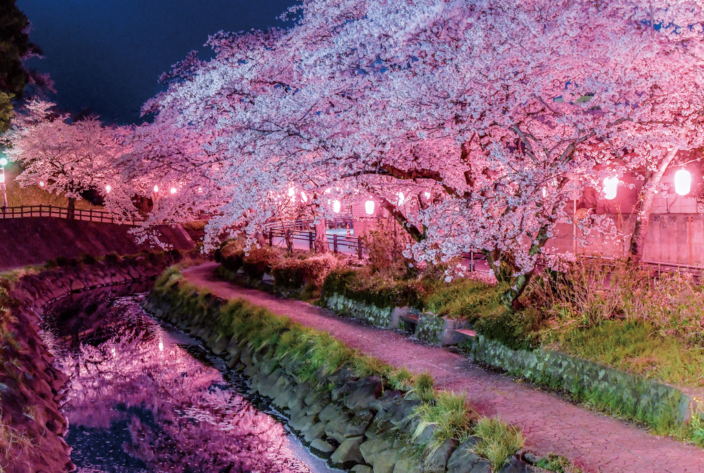 Sakuramachi Jinya Cherry Blossom Festival (Ten Thousand Cherry Blossom Festival in Mooka)