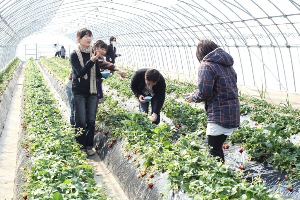 Deai no Mori Strawberry Farm