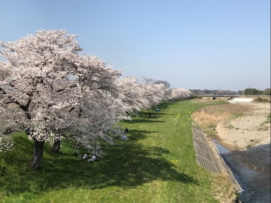 Shinonome Flower Festival