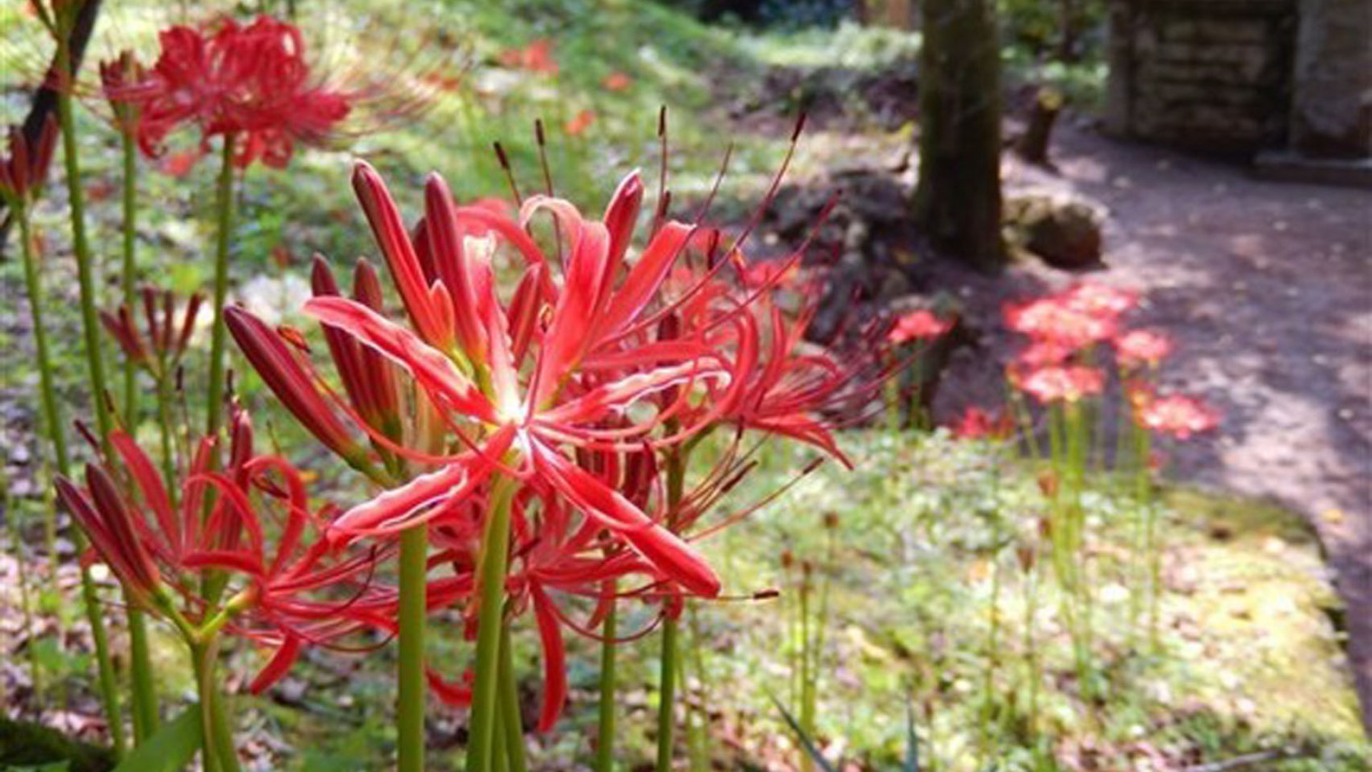 Hinata District Red Spider Lilies