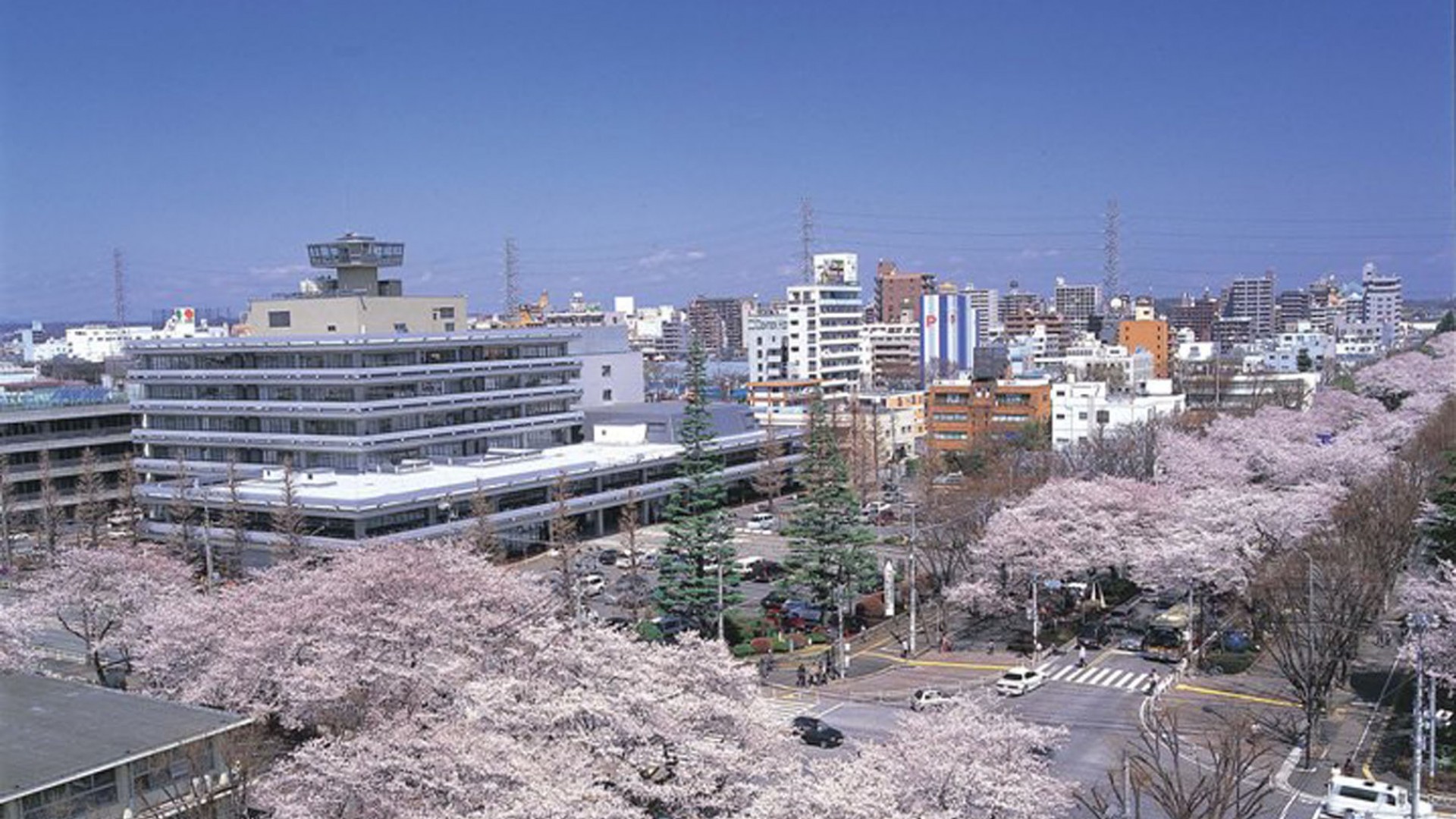 Sagamihara City Hall Sakura Street