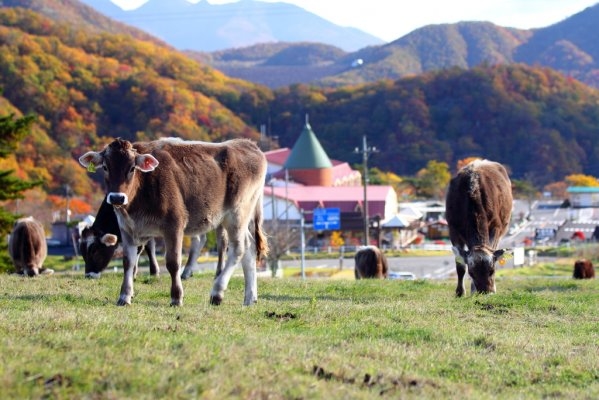 Nikko Kirifuri Highland Ozasa Farm