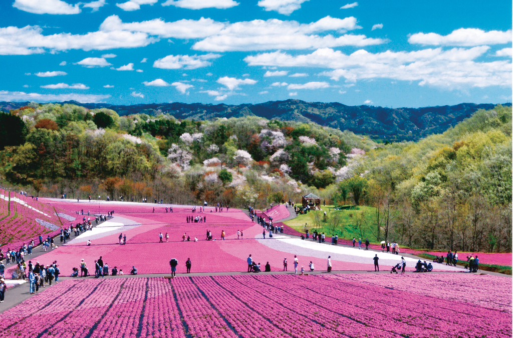Ichikai-machi Shibazakura Park