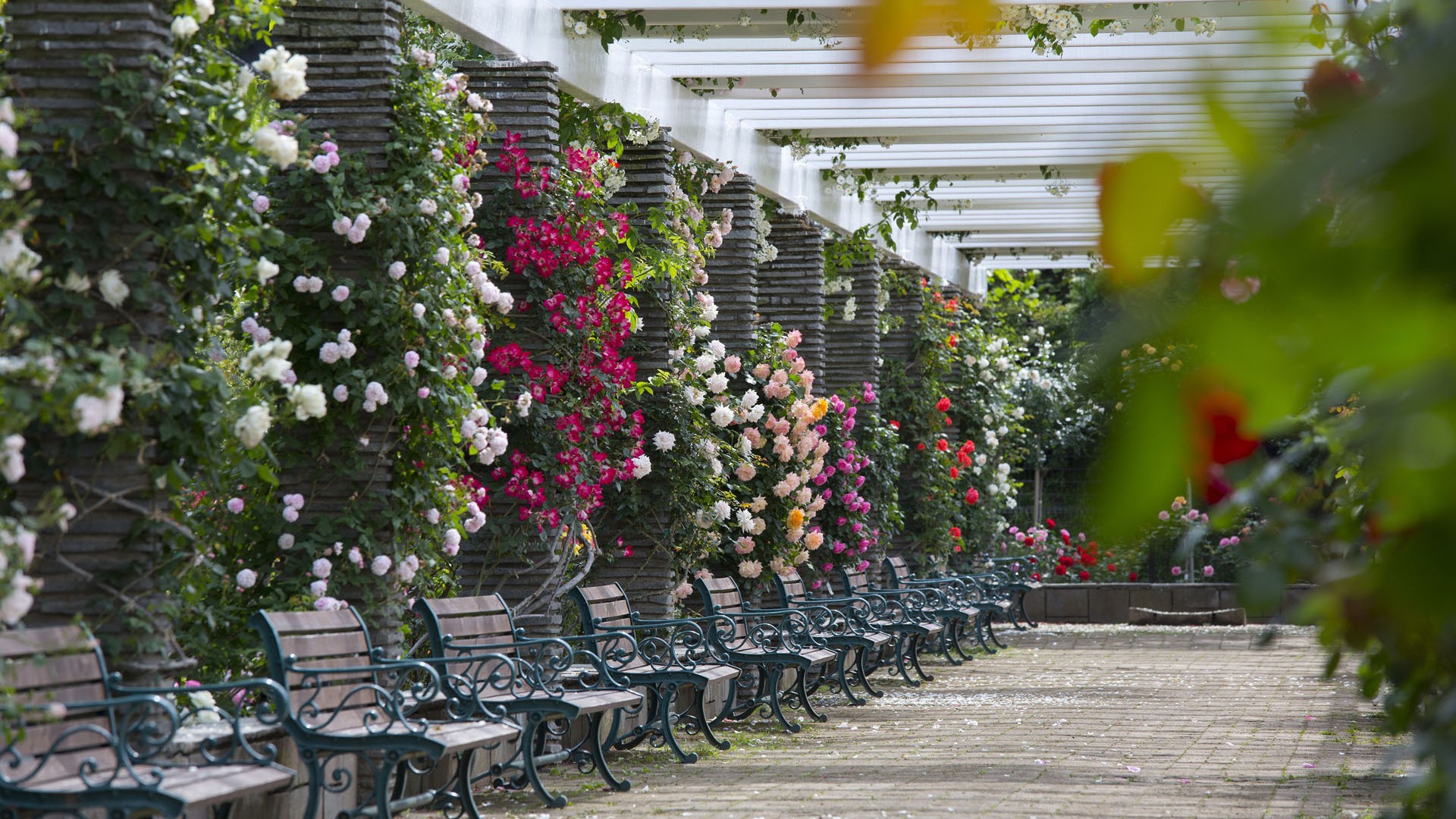 Ikuta Ryokuchi Rose Garden