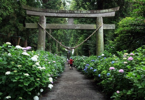 Isoyama Shrine Hydrangea Festival