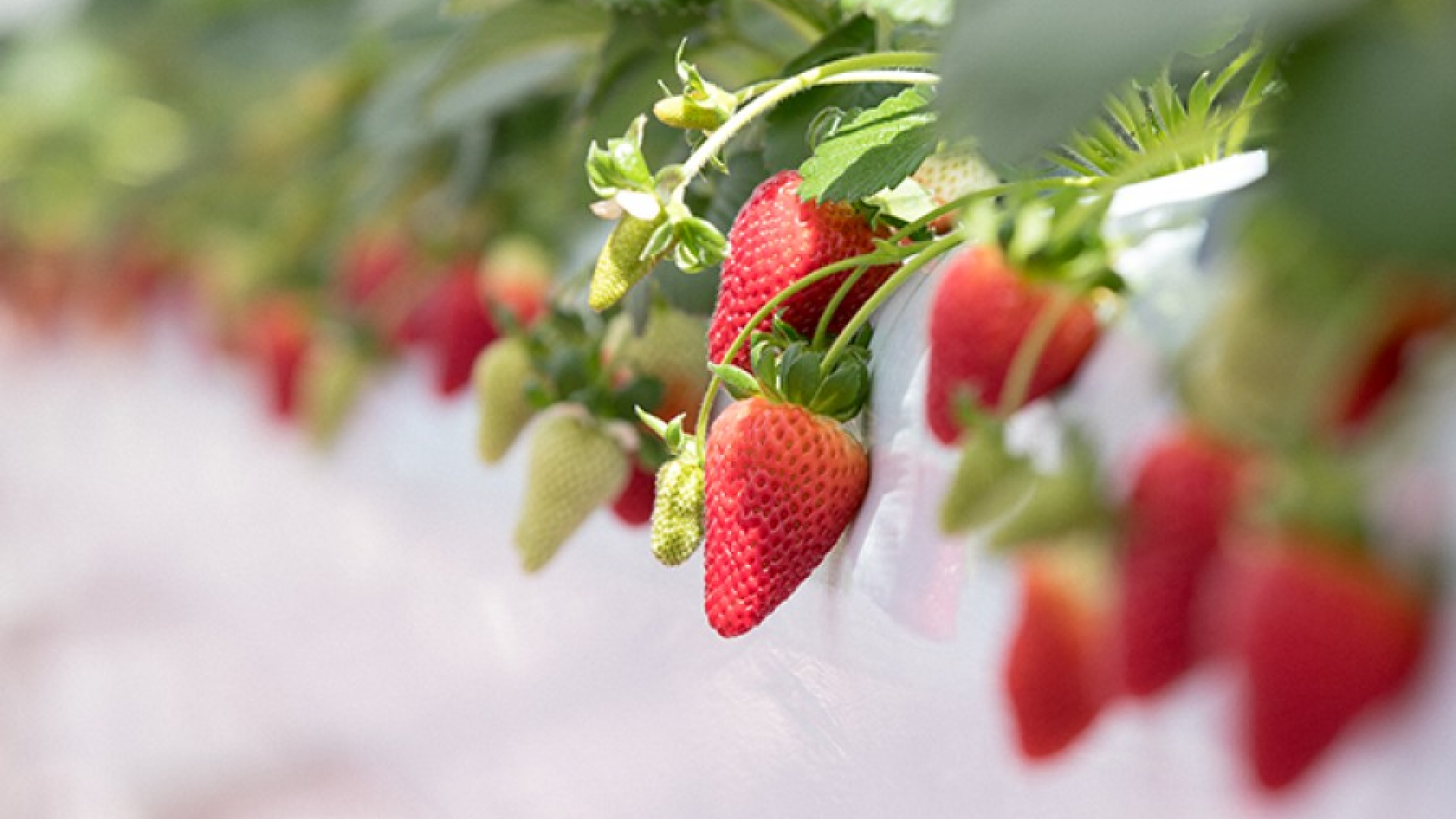 Yokohama Strawberry Park