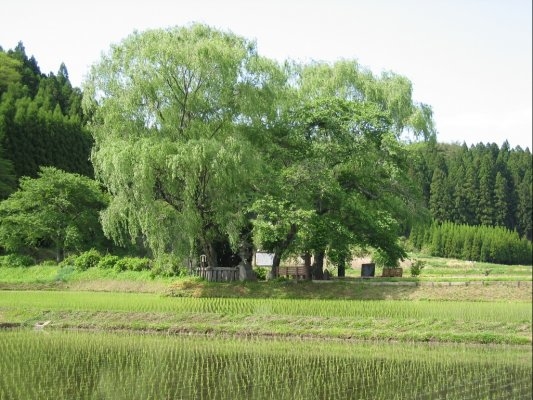 Yugyo willow Tree