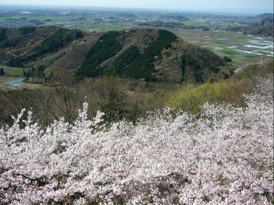 Mt. Ohira Cherry Blossom Festival