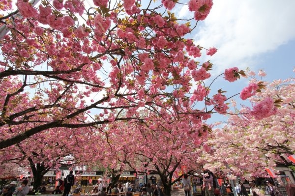 Tempyo Flower Festival