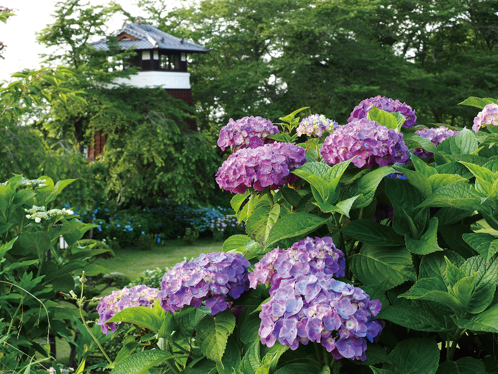 The Kurobane Hydrangea Flower Festival