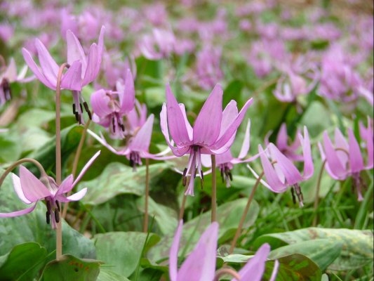 Manyo Nature Park  Katakuri-no-Sato