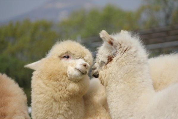 Nasu Alpaca Farm